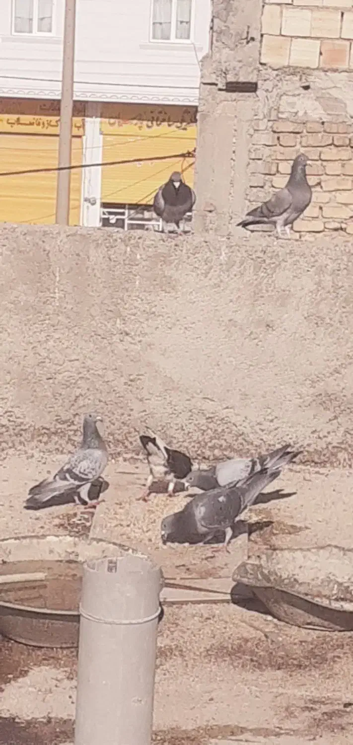 کفتر|پرنده|نورآباد ممسنی, |دیوار