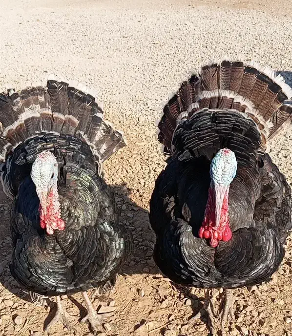 بوقلمون|حیوانات مزرعه|دهدشت, |دیوار