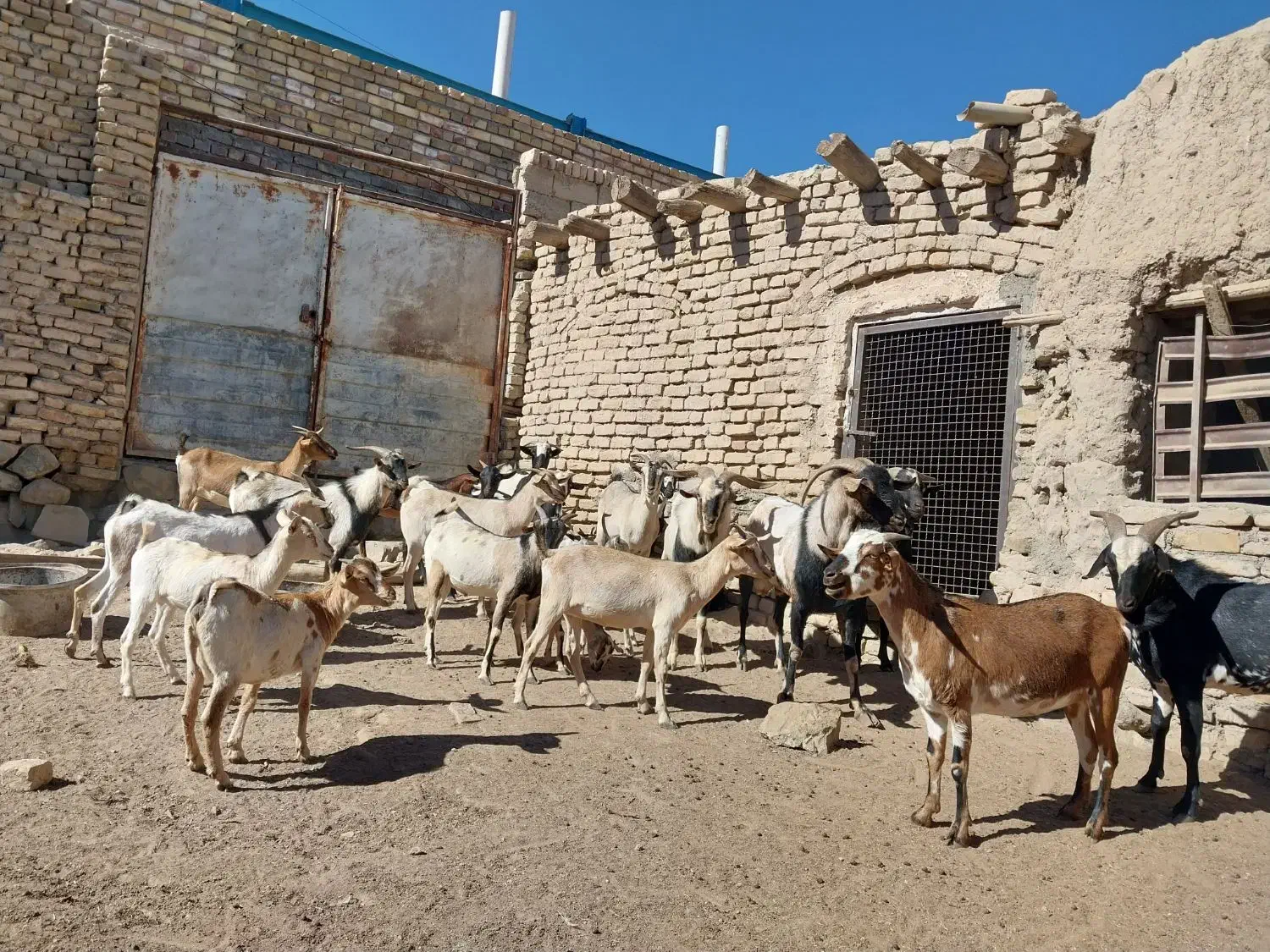 بز صلاله اهویی سومال|حیوانات مزرعه|تربتحیدریه, پائین ولایت|دیوار