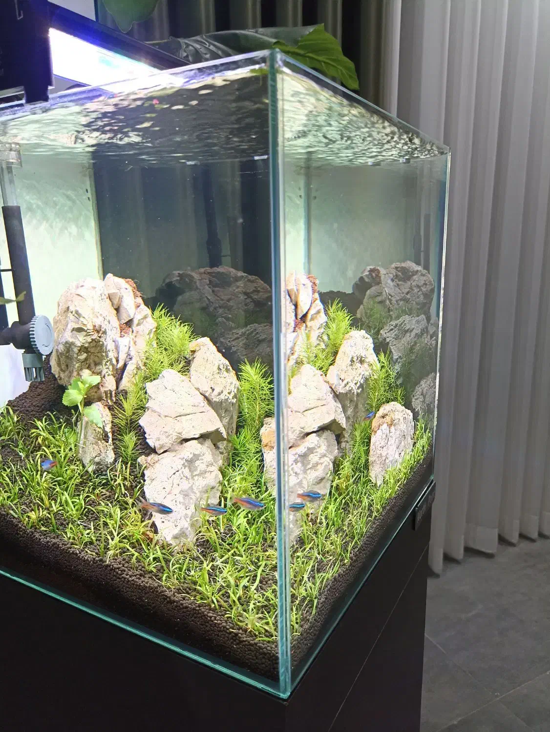 آکواریوم پلنت فروش فوری زیر قیمت|ماهی|قم, پردیسان|دیوار