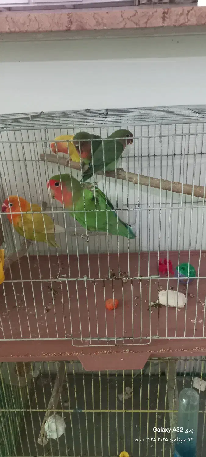 فروش پرنده|پرنده|رامسر, |دیوار