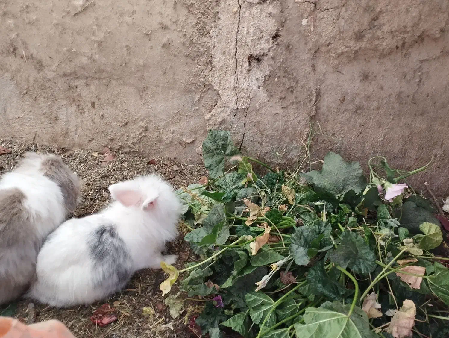 خرگوش لوپ مولد|موش و خرگوش|شهرضا, |دیوار