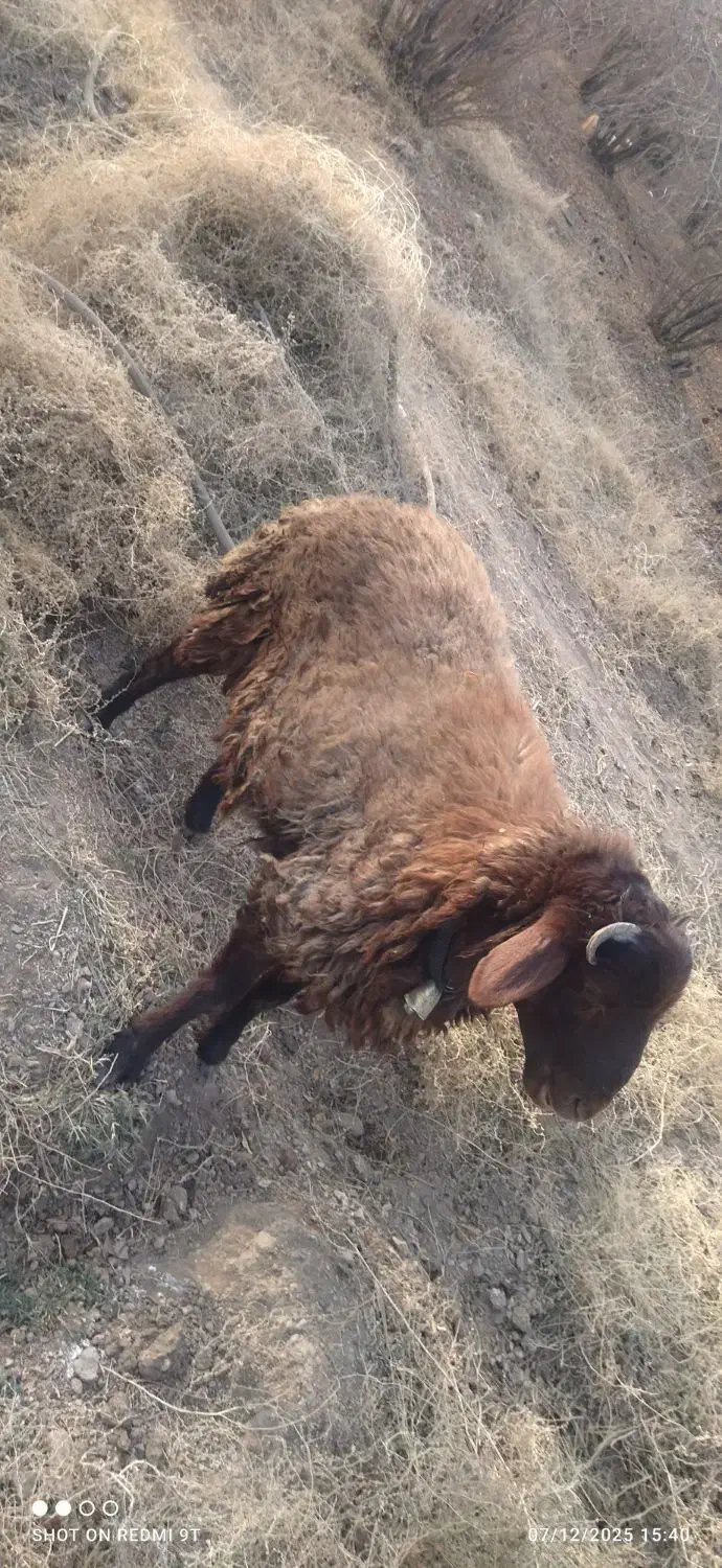 بره نر|حیوانات مزرعه|اصفهان, اصفهانک|دیوار