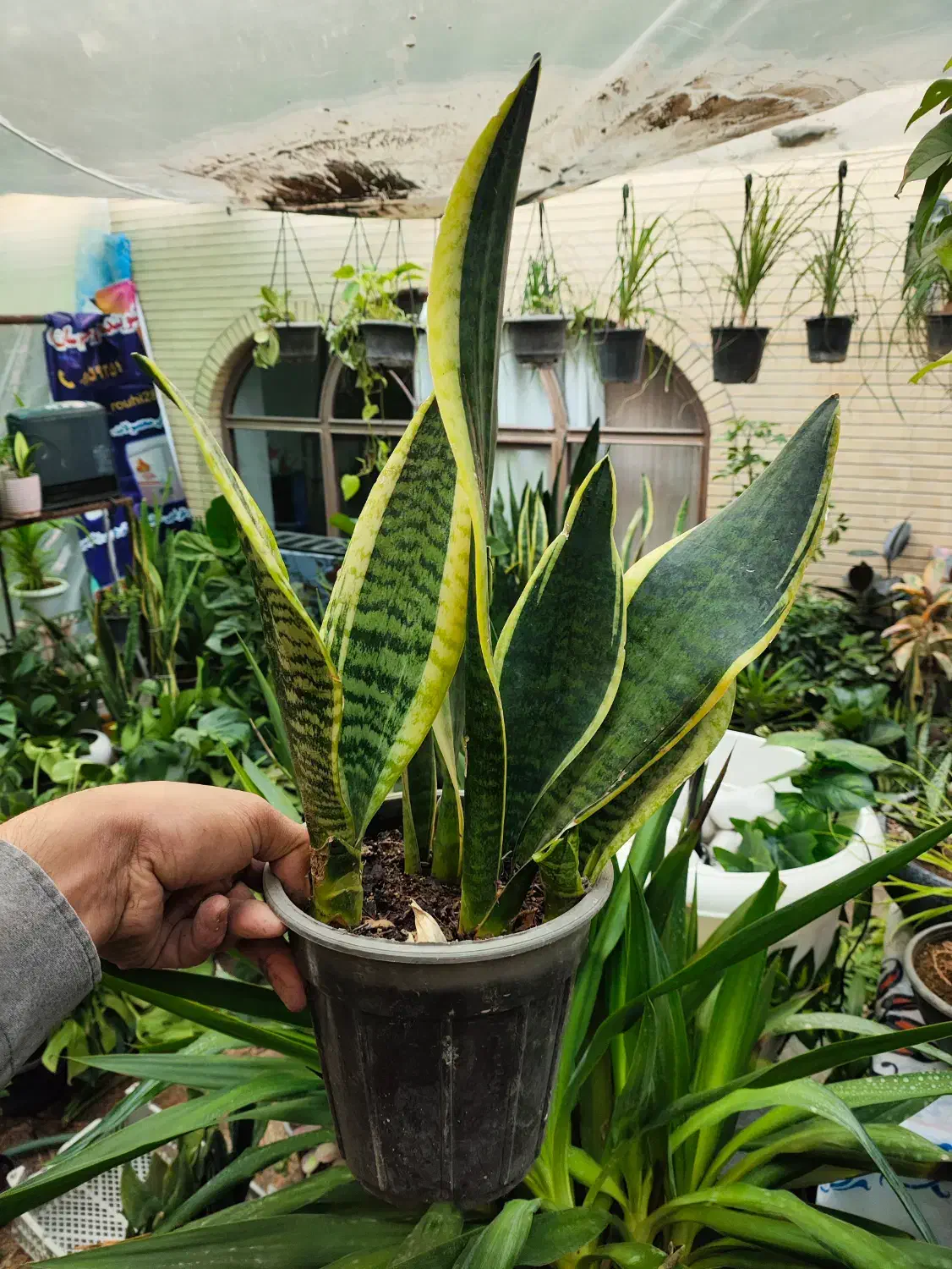 فروش جمعه سیاه با هدیه|گل و گیاه طبیعی|اصفهان, شاه پسند|دیوار