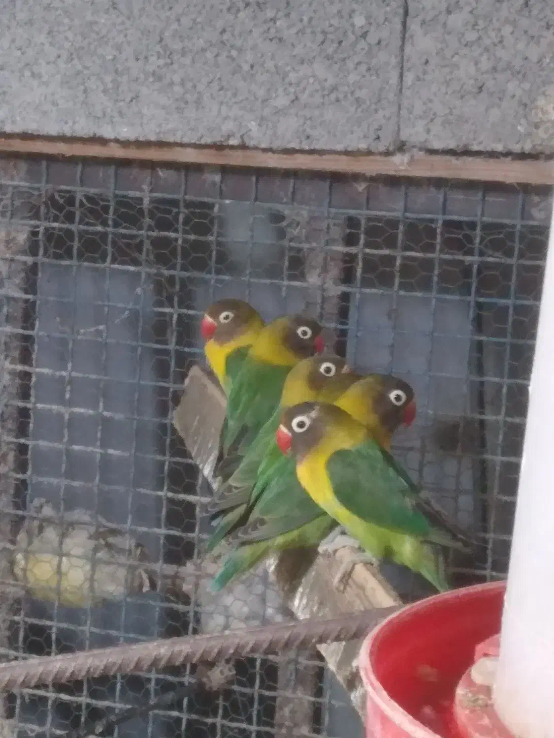 فروش طوطی عروس و طوطی برزیلی|پرنده|آستارا, |دیوار