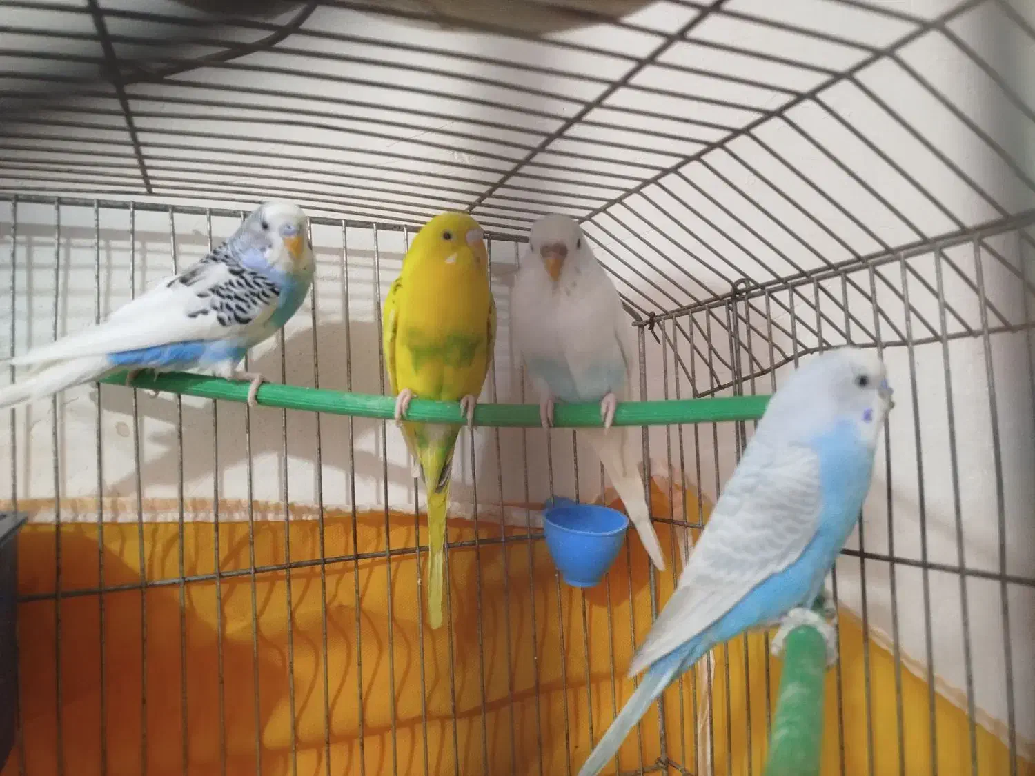 4عدد مرغ عشق|پرنده|تکاب, |دیوار