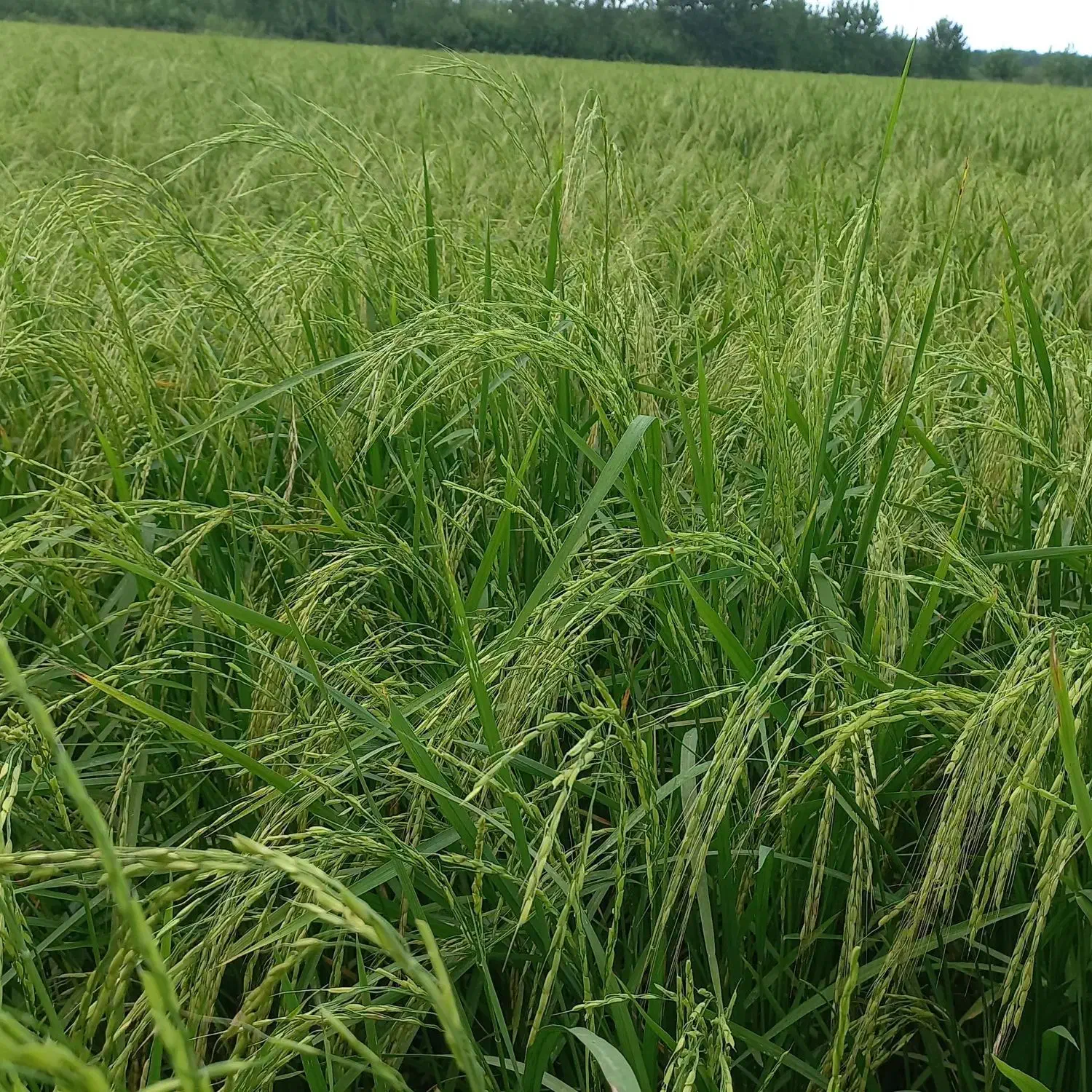 زمین کشاورزی شالیزار برنج|فروش زمین و ملک کلنگی|رودبنه, |دیوار