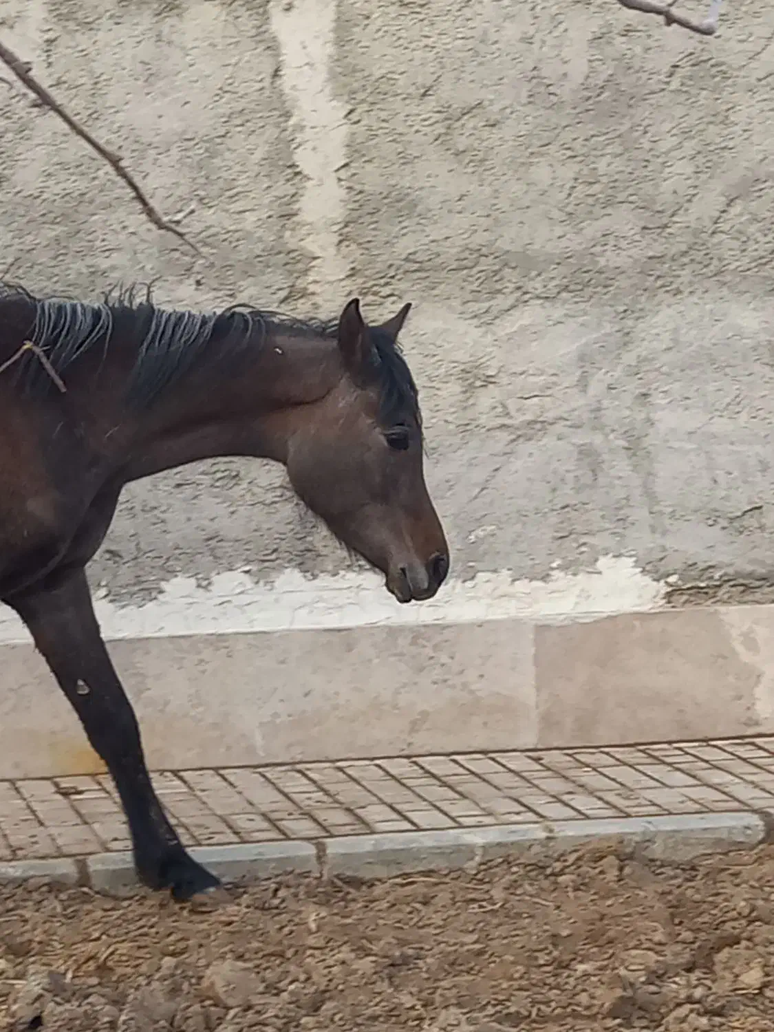 اسب عرب مادیان|اسب و تجهیزات اسب‌سواری|چهارباغ, |دیوار