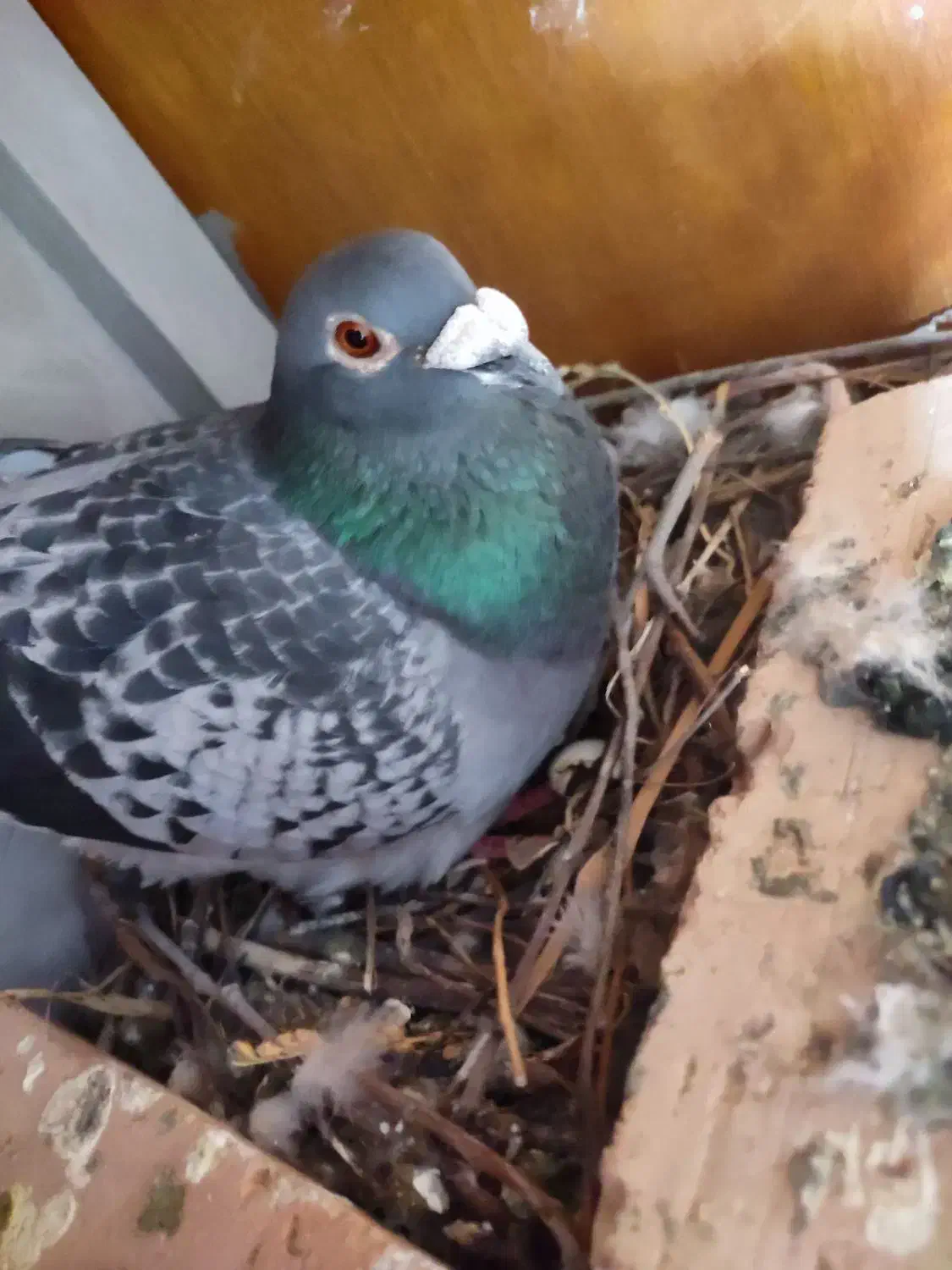 چند عدد کبوتر مسافتی سرحال|پرنده|پارسآباد, |دیوار