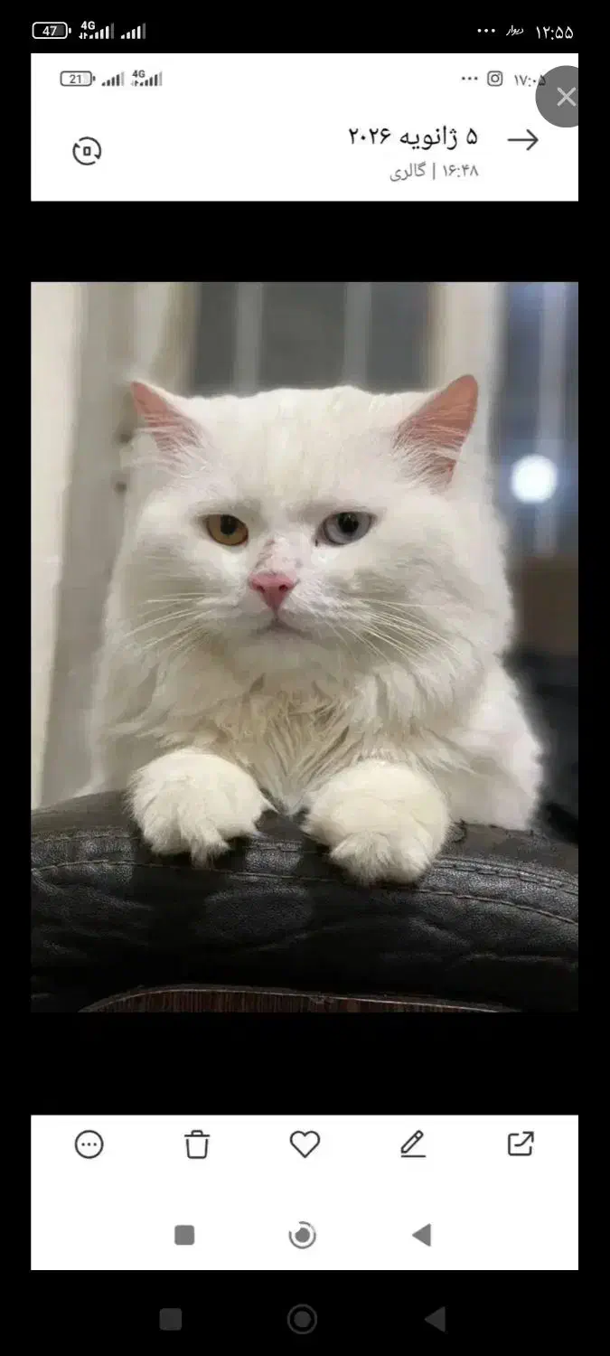 خوشکل من|گربه|سیرجان, |دیوار