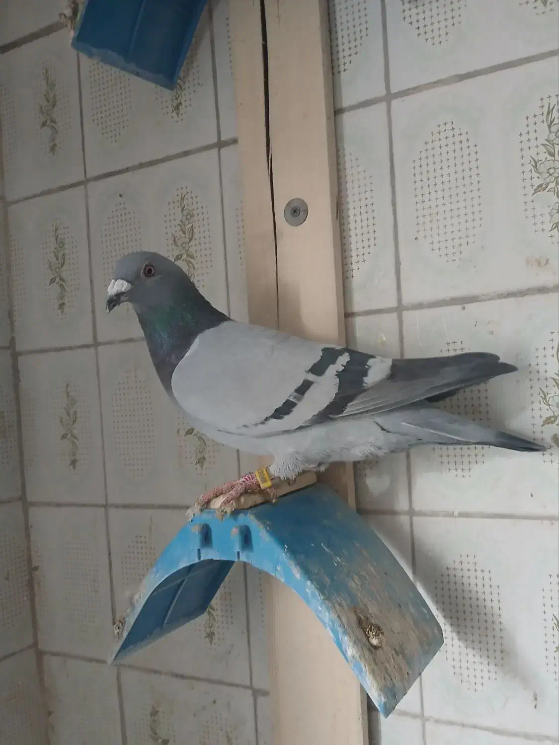 پلاکی|پرنده|عجب شیر, |دیوار