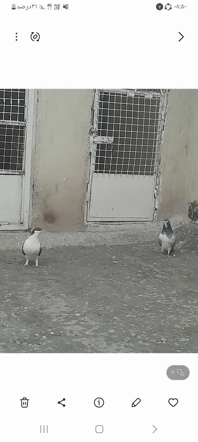 کفتر|پرنده|فردیس, سرحدی|دیوار