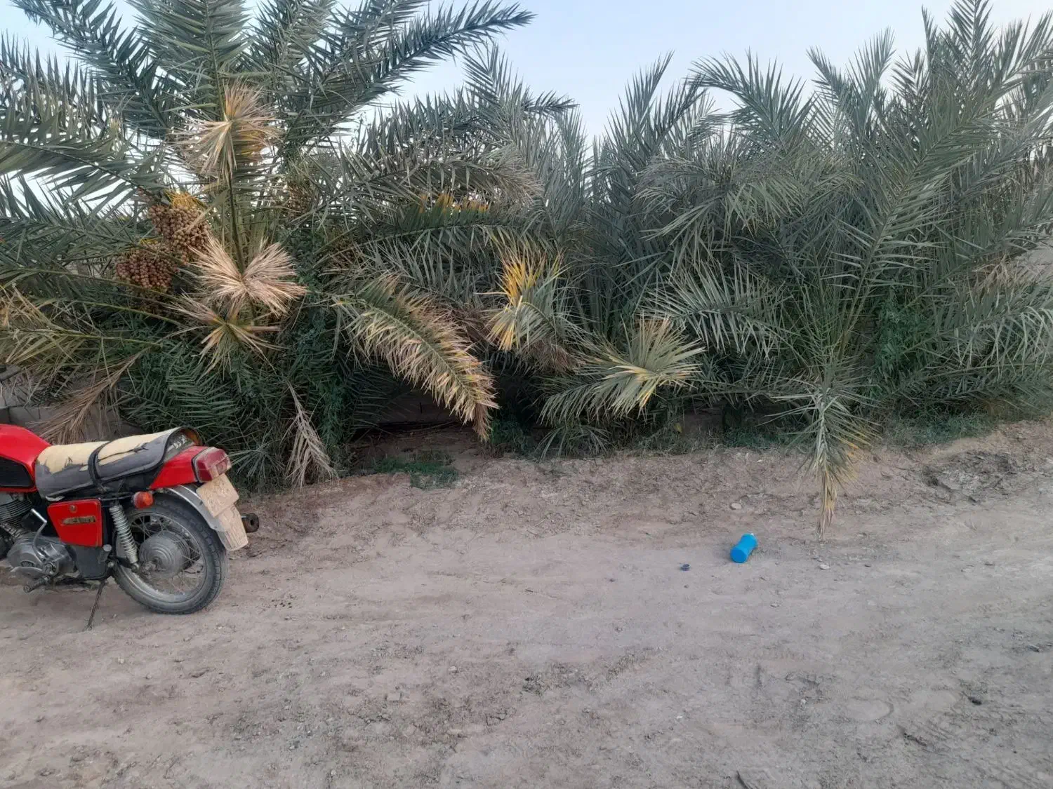 جونگ درخت حلیله ای ومضافتی فروش توافقی|گل و گیاه طبیعی|فهرج, |دیوار