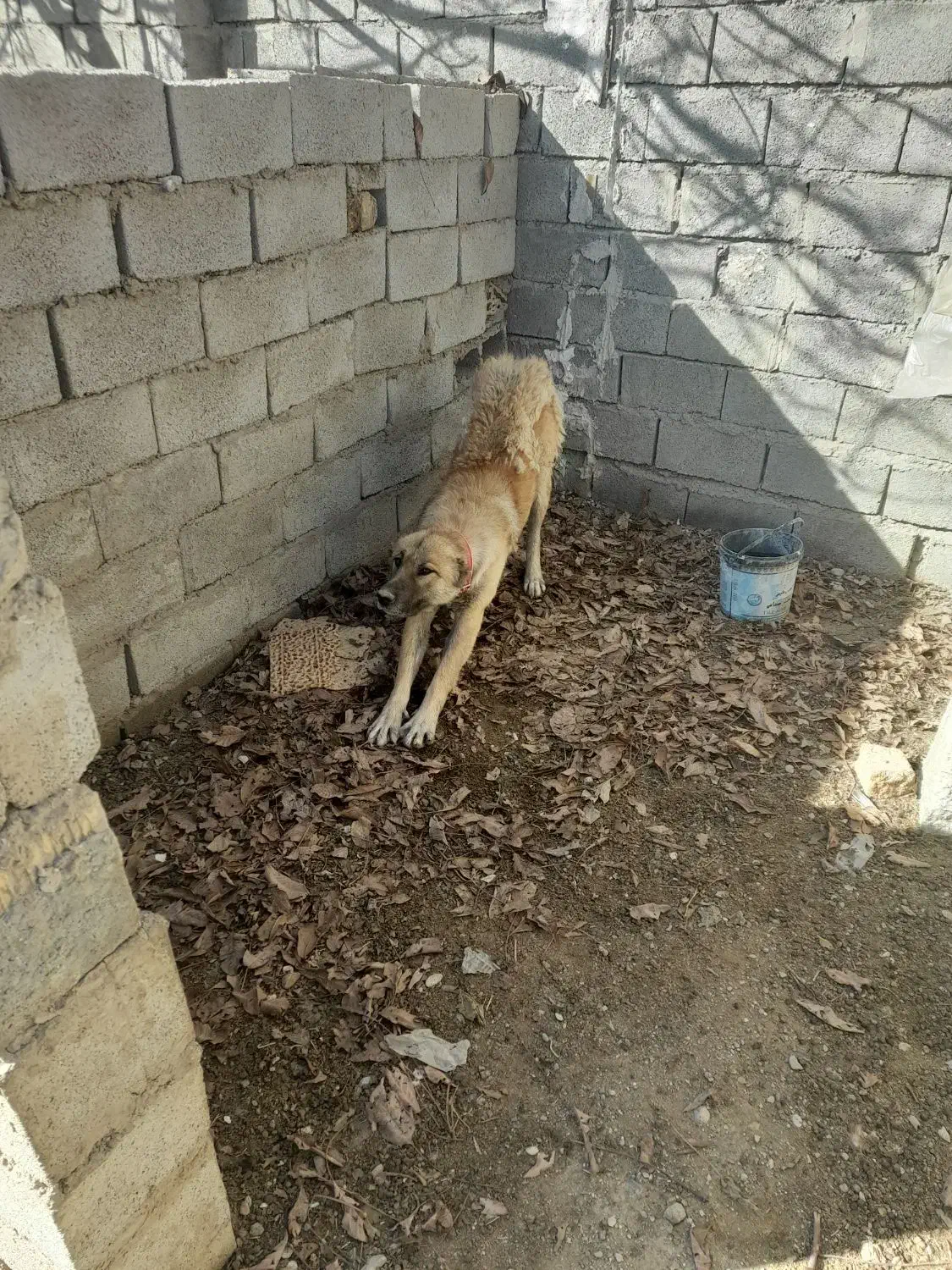 واگذاری سگ سرابی|سگ|دورود, |دیوار