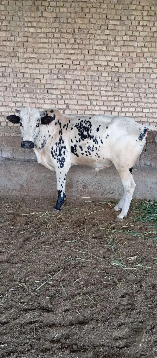 گاو نر در حمیدیه|حیوانات مزرعه|حمیدیه, |دیوار