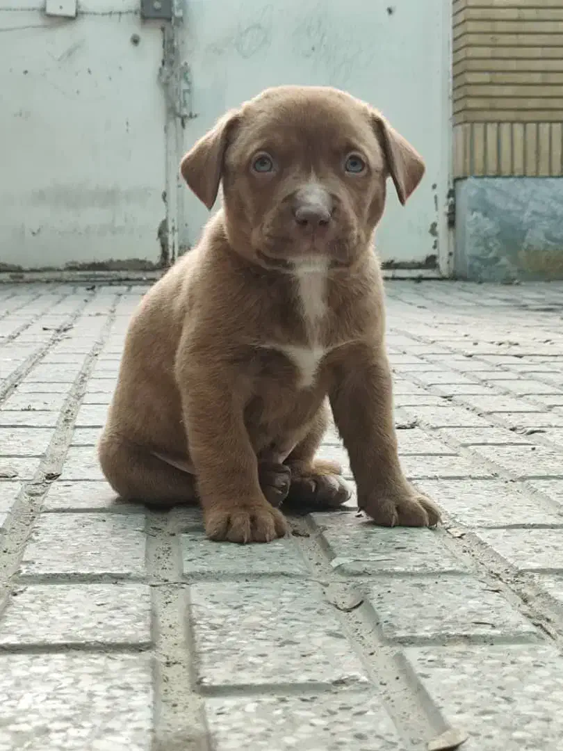 پیت بول، پیتبول نر|سگ|مشهد, زیبا شهر|دیوار