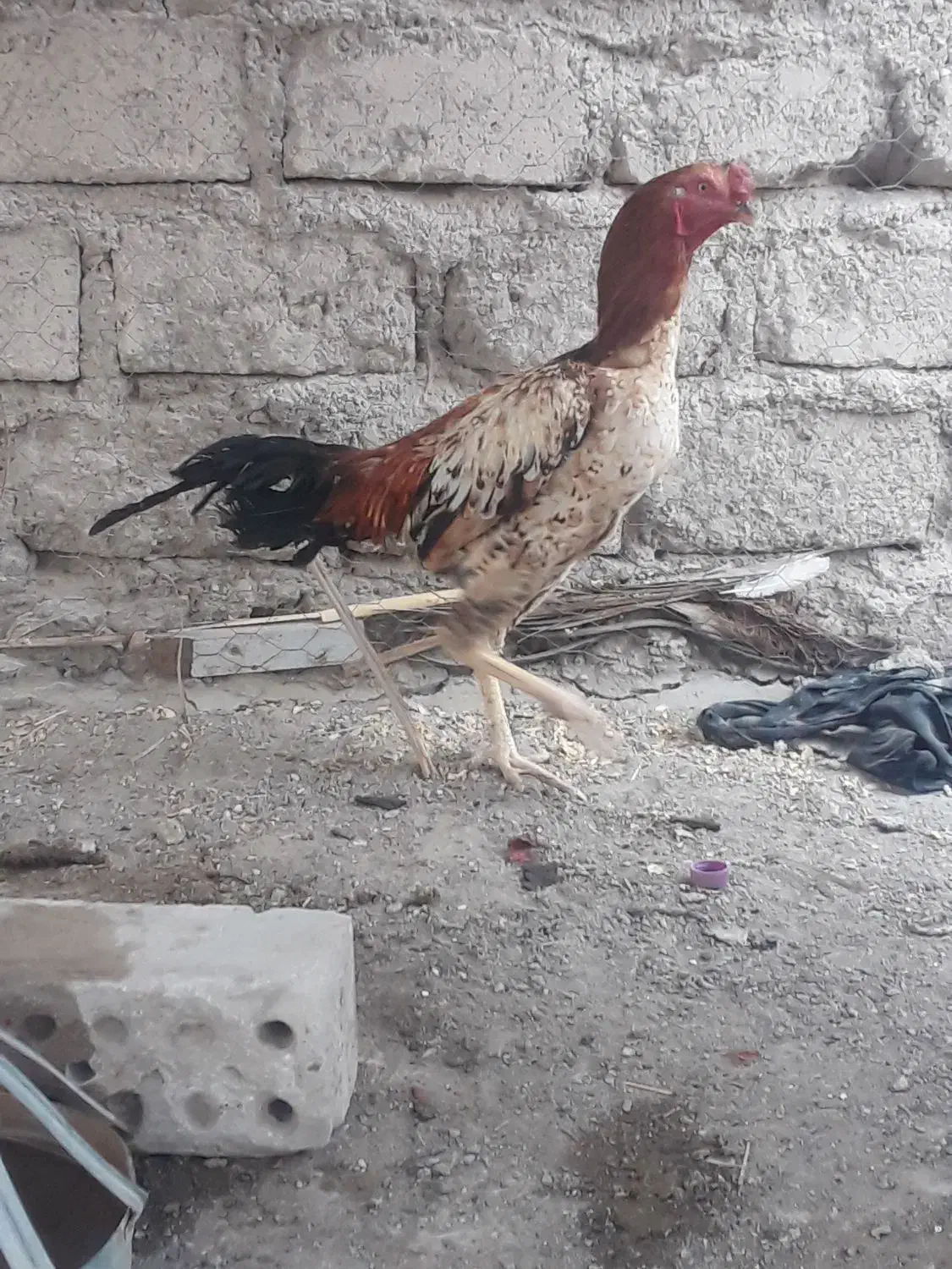 خروس نسل دار مغاوضه|حیوانات مزرعه|ایرانشهر, |دیوار