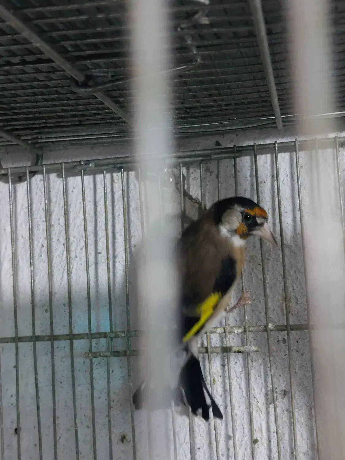 سهره سیاهسر نر|پرنده|تهران, مسعودیه|دیوار