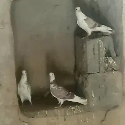 کفتر /کبوتر فروشی دونه ای ۱۰۰|پرنده|صوغان, |دیوار