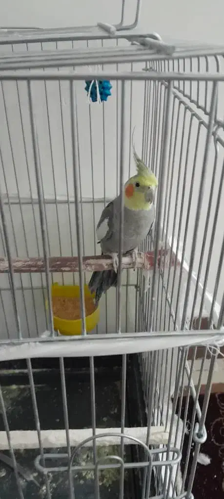 پرنده عروس هلندی|پرنده|بروجرد, |دیوار