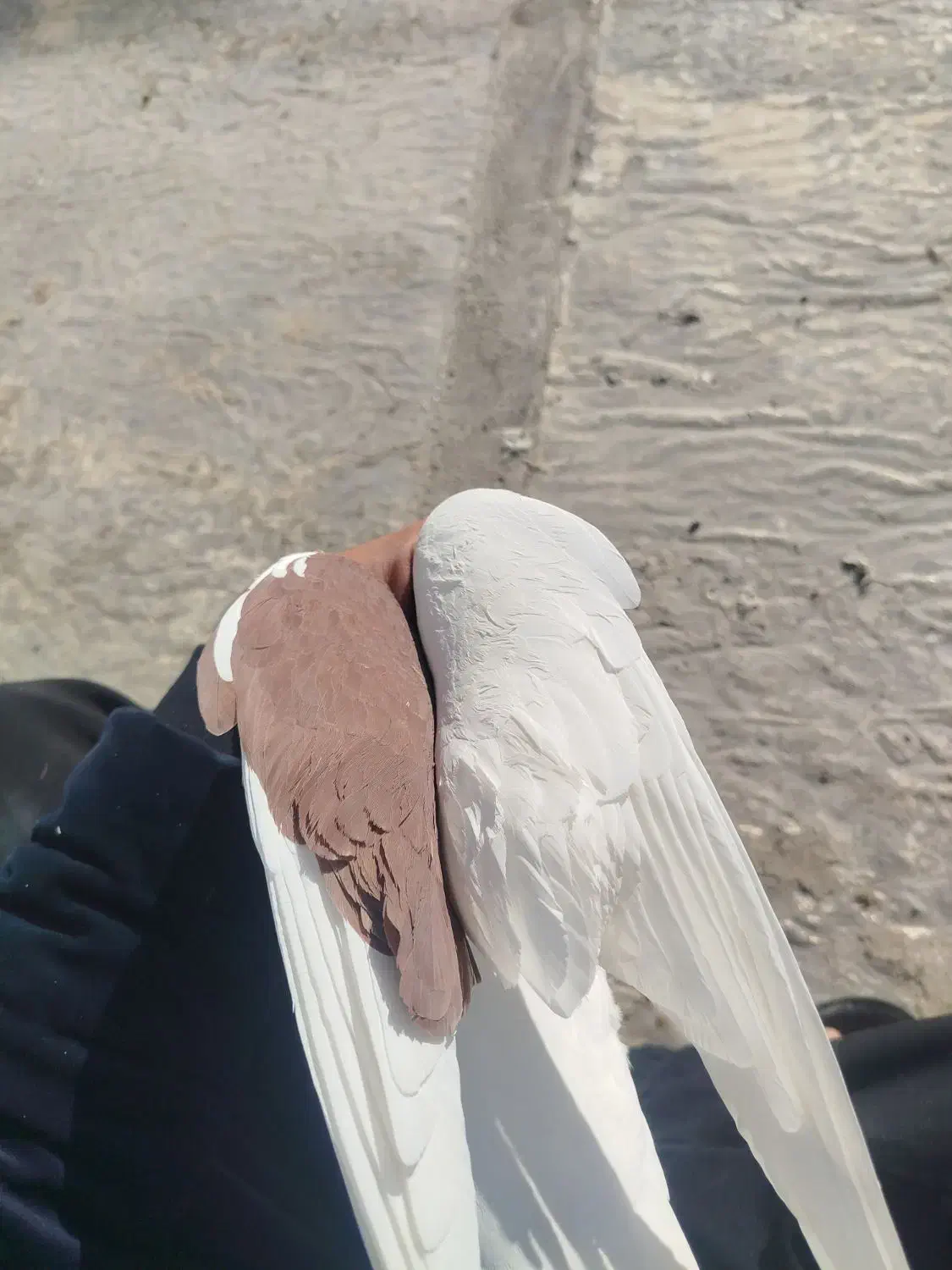 نر ی شو دم رته|حیوانات|خرم‌آباد, |دیوار