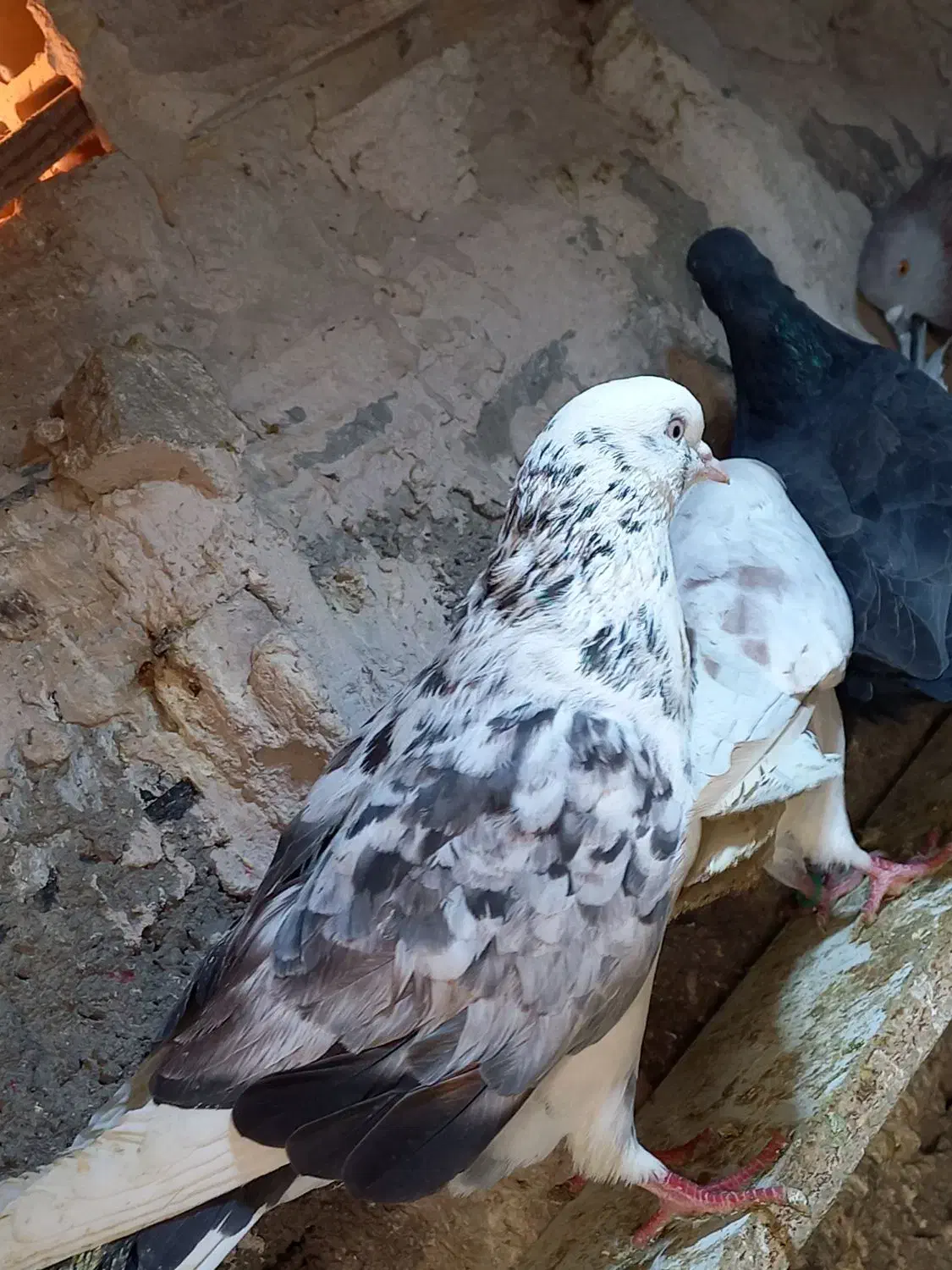 کبوتر|پرنده|مشگین شهر, |دیوار