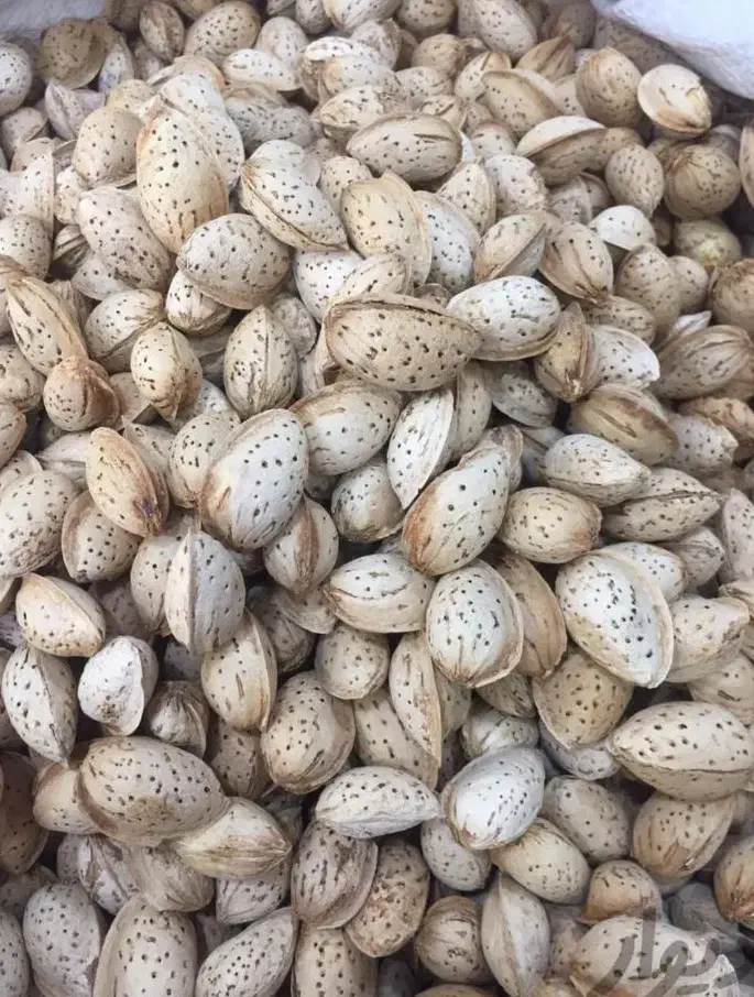 خریدار بادام محب یا پوست کاغذی نقدی|خدمات باغبانی و درختکاری|شهرکرد, |دیوار