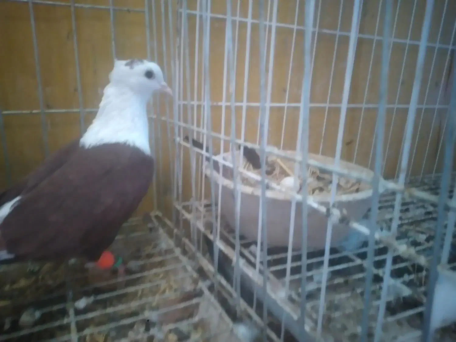 کبوتر|پرنده|شوشتر, |دیوار