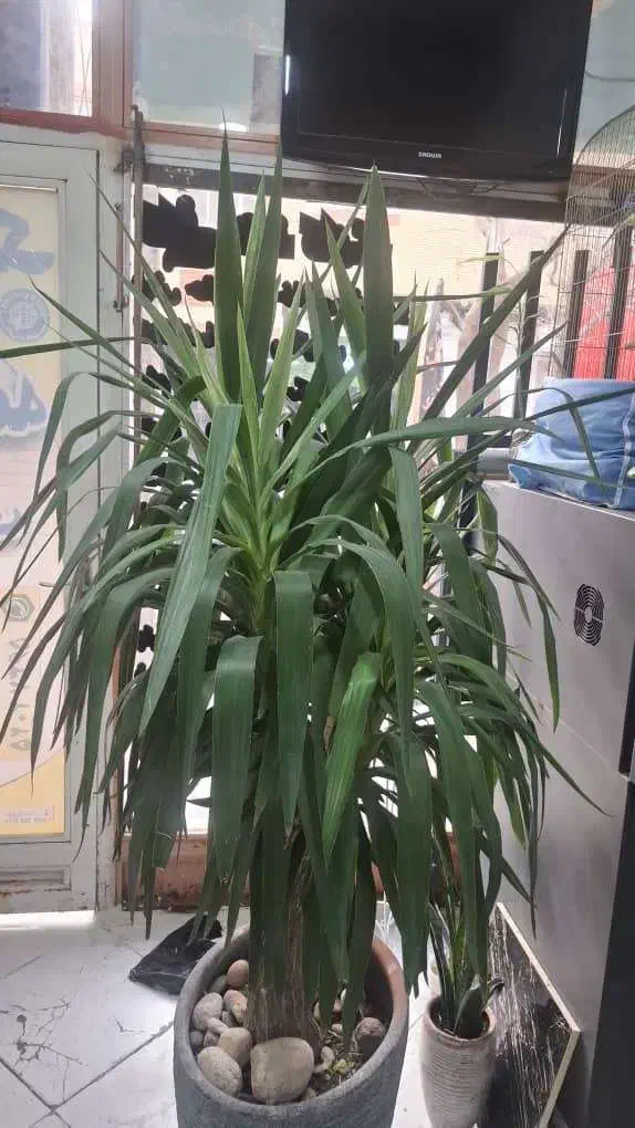 گل یوکا|گل و گیاه طبیعی|اسلامشهر, شهرک مفیدی|دیوار