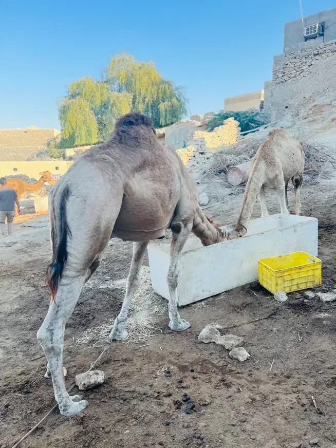 شتر نر|حیوانات مزرعه|قشم, |دیوار