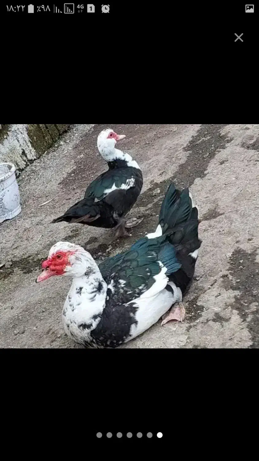 اردک اسرائیلی نر بزرگ وسنگین وزن|حیوانات مزرعه|رشت, حومه رشت|دیوار