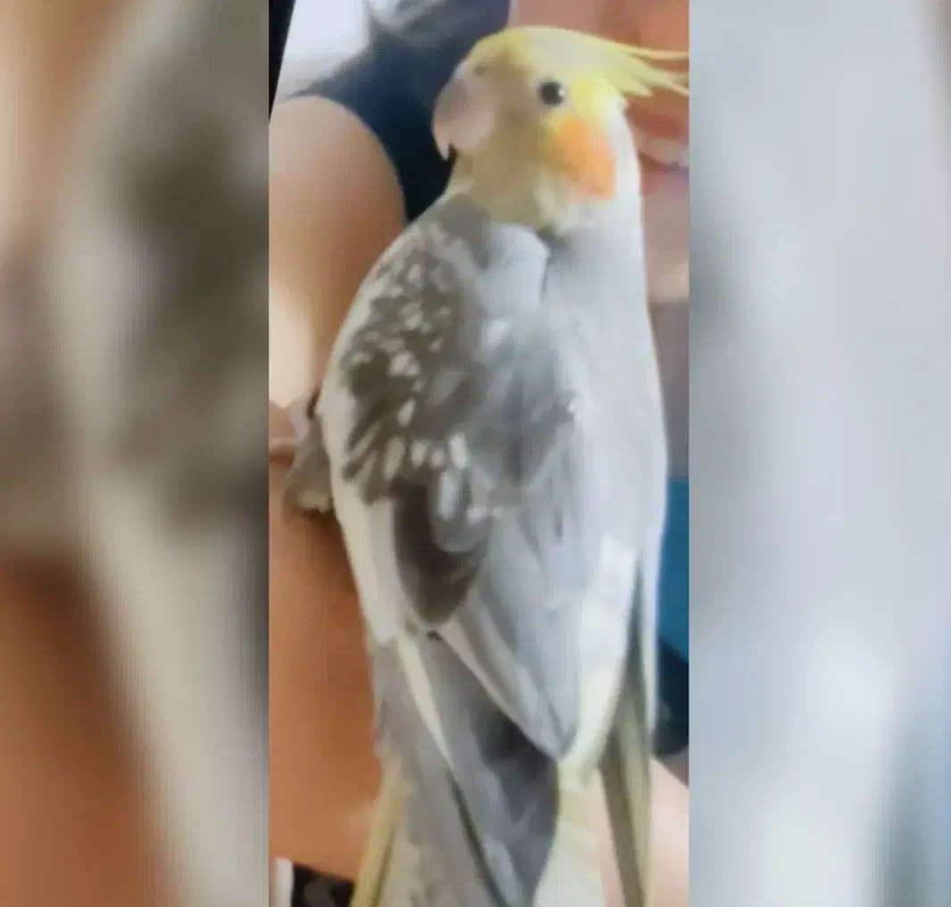 گمشده|حیوانات|ابهر, |دیوار