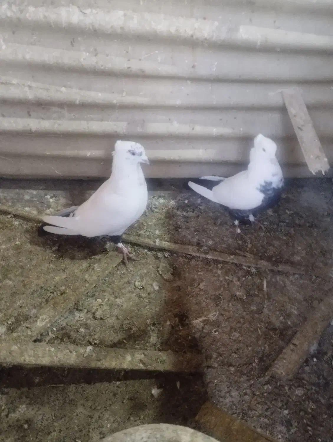 کفتر سالم|پرنده|تهران, بیسیم|دیوار