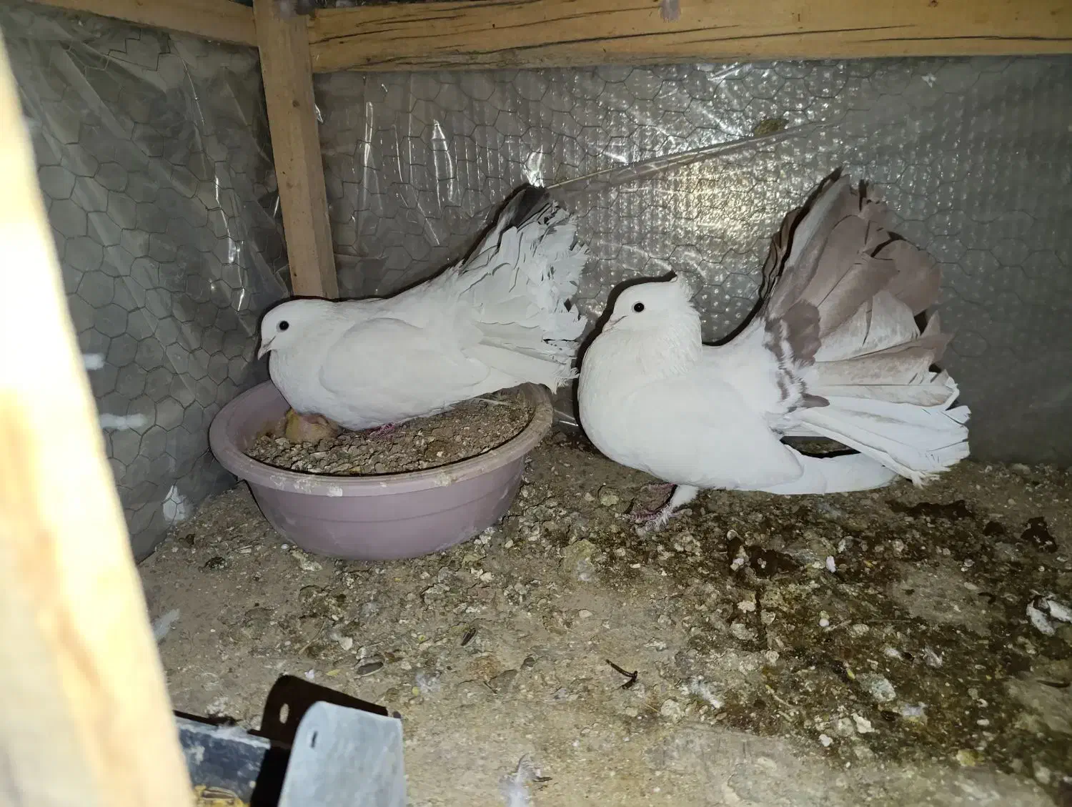 نروماده چتری|پرنده|خمینی‌شهر, |دیوار