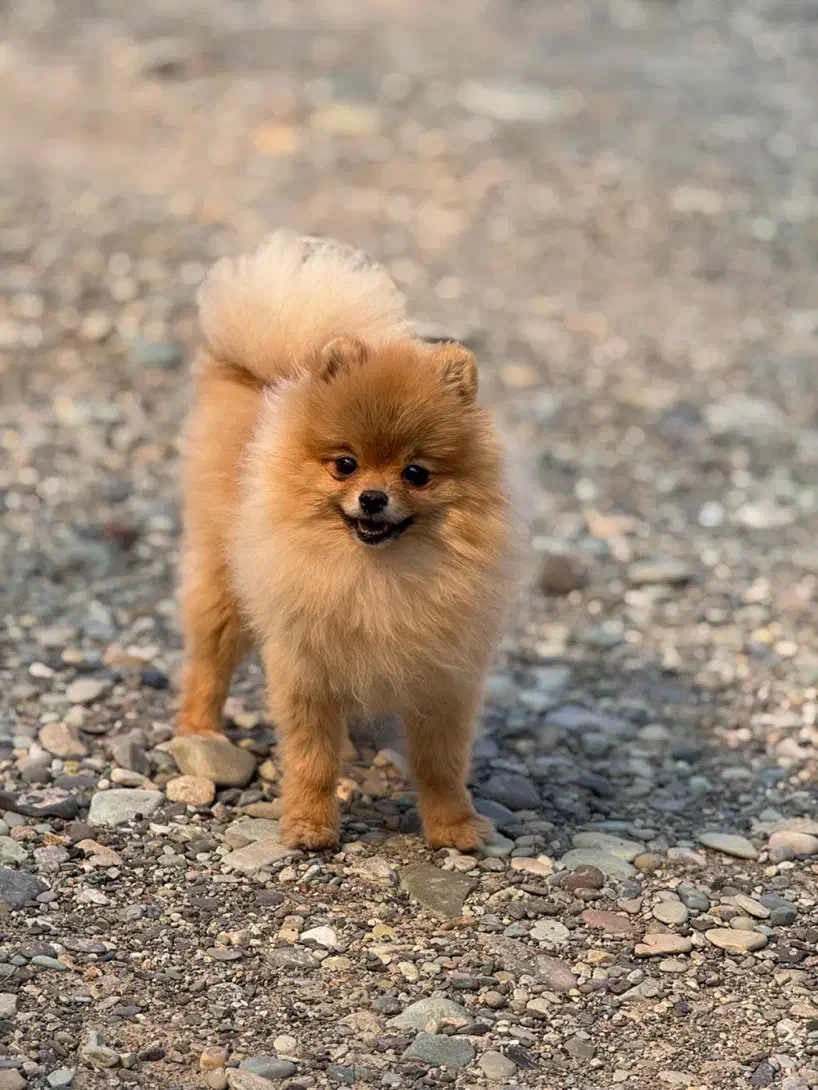 موتور یا گوشی معاوضه با پامرانین ماده اصیل وارداتی|سگ|شهریار, شهرک شاهد|دیوار