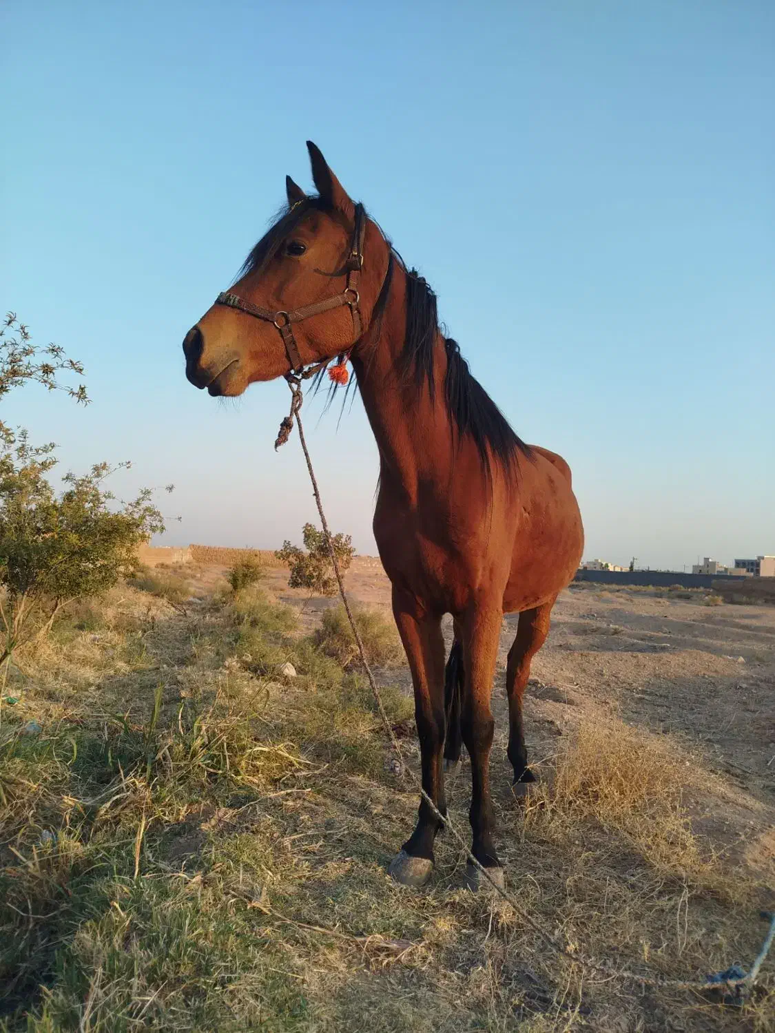 اسب مادیون دره شوری|اسب و تجهیزات اسب‌سواری|ساوه, |دیوار