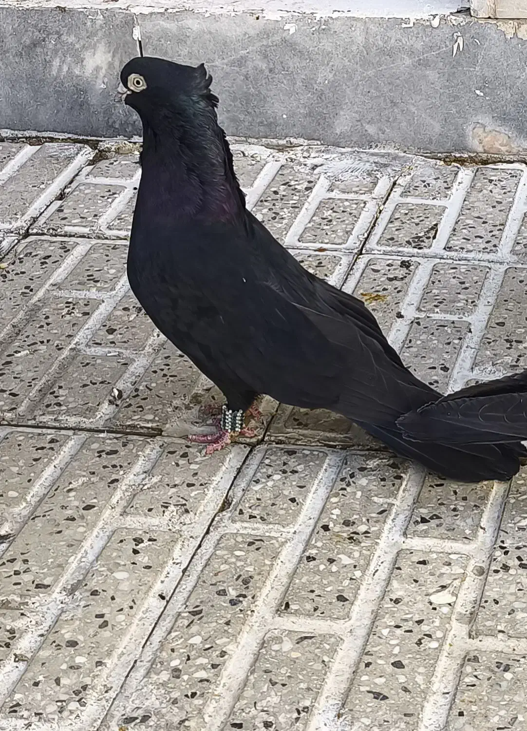 فروش صرب|پرنده|شاهین‌شهر, فردوسی|دیوار