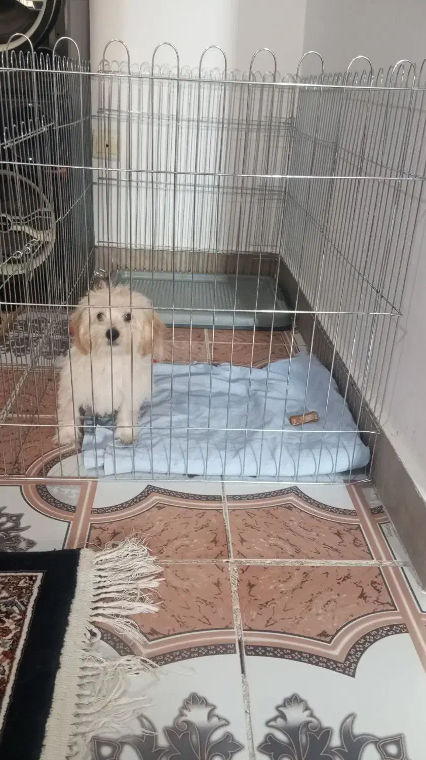 سگ مینیاتوری پودل مالتیز|سگ|فردوسیه, |دیوار