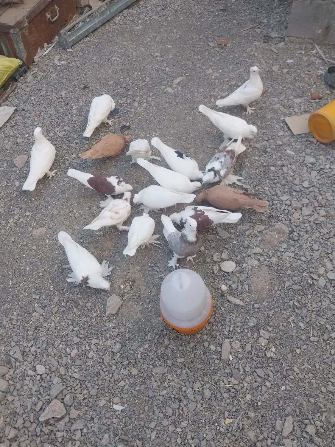 سلام|پرنده|میناب, |دیوار