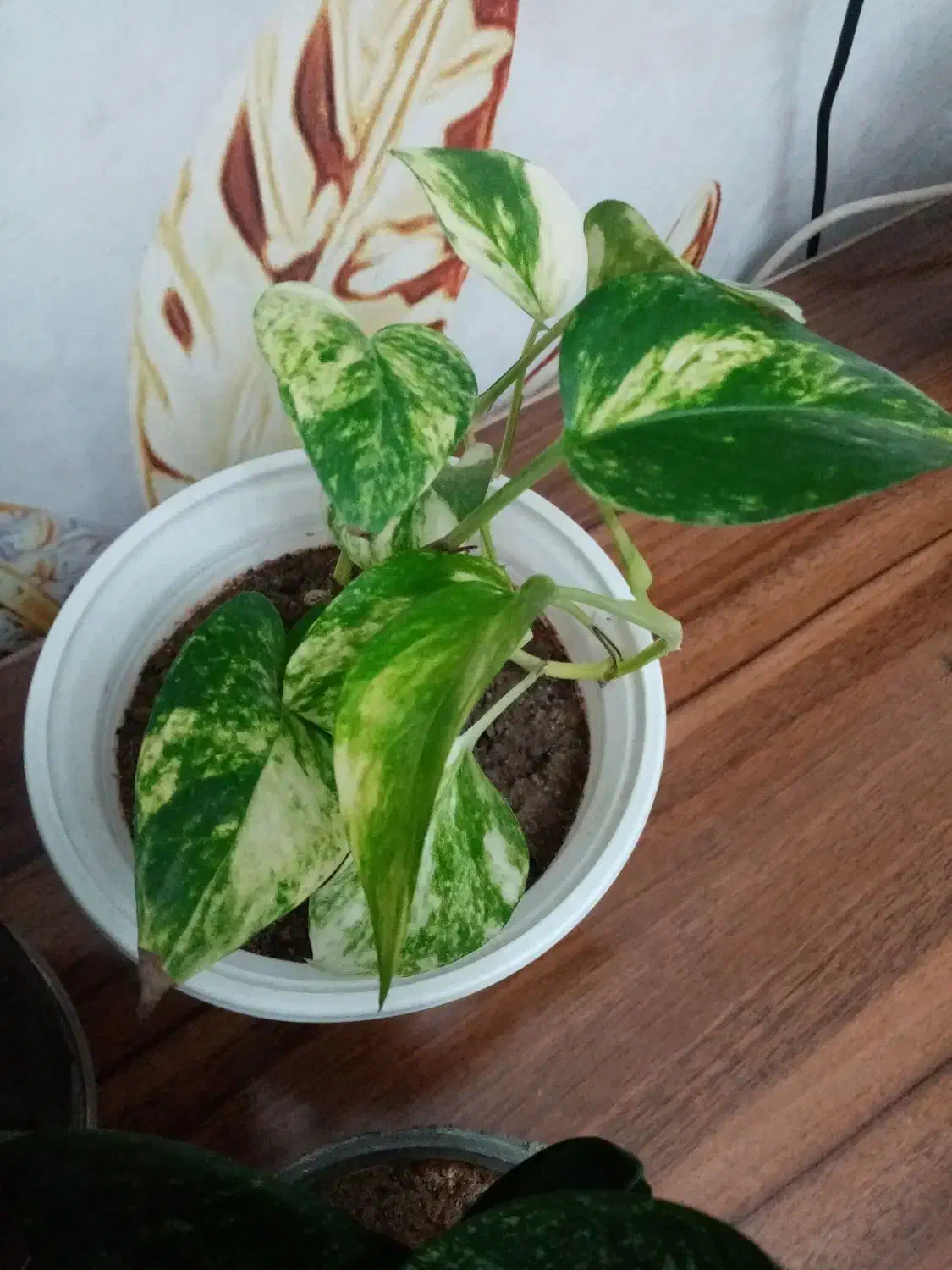 گلهای خانه من|گل و گیاه طبیعی|تبریز, |دیوار