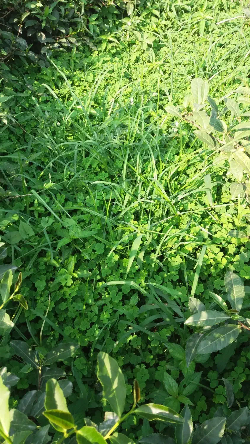 ترش واش باغ چای وسبزی خورد شده|حراج|لنگرود, |دیوار