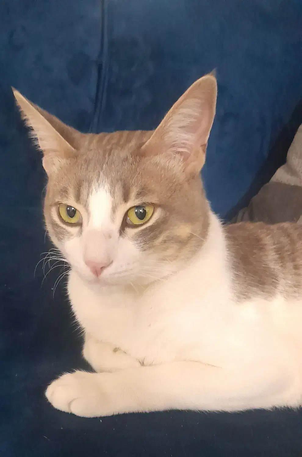 واگذاری گربه خانگی رایگان با شناسنامه|گربه|آمل, |دیوار