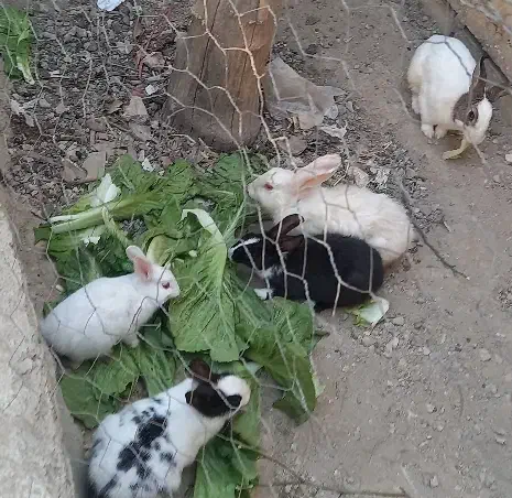 خرگوش|موش و خرگوش|ایذه, |دیوار