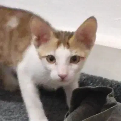 دو گربه ماده هشت ماهه|گربه|حمیدیه, |دیوار