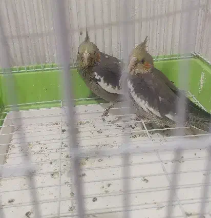 جوجه عروس هلندی سرلاک خور|پرنده|کنگاور, |دیوار