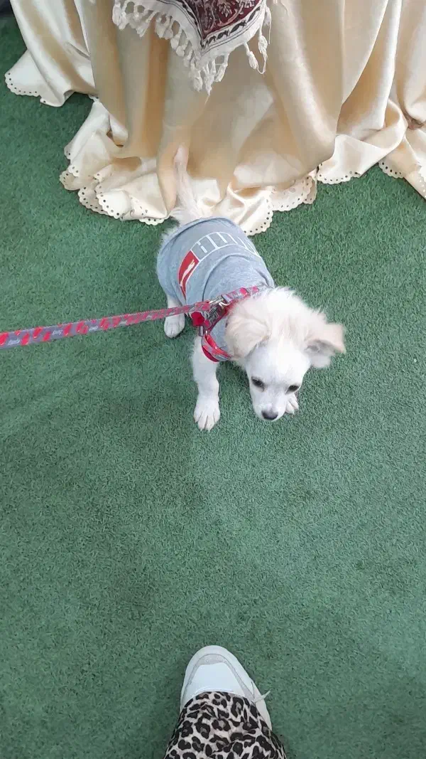 فروش سگ|سگ|شوشتر, |دیوار