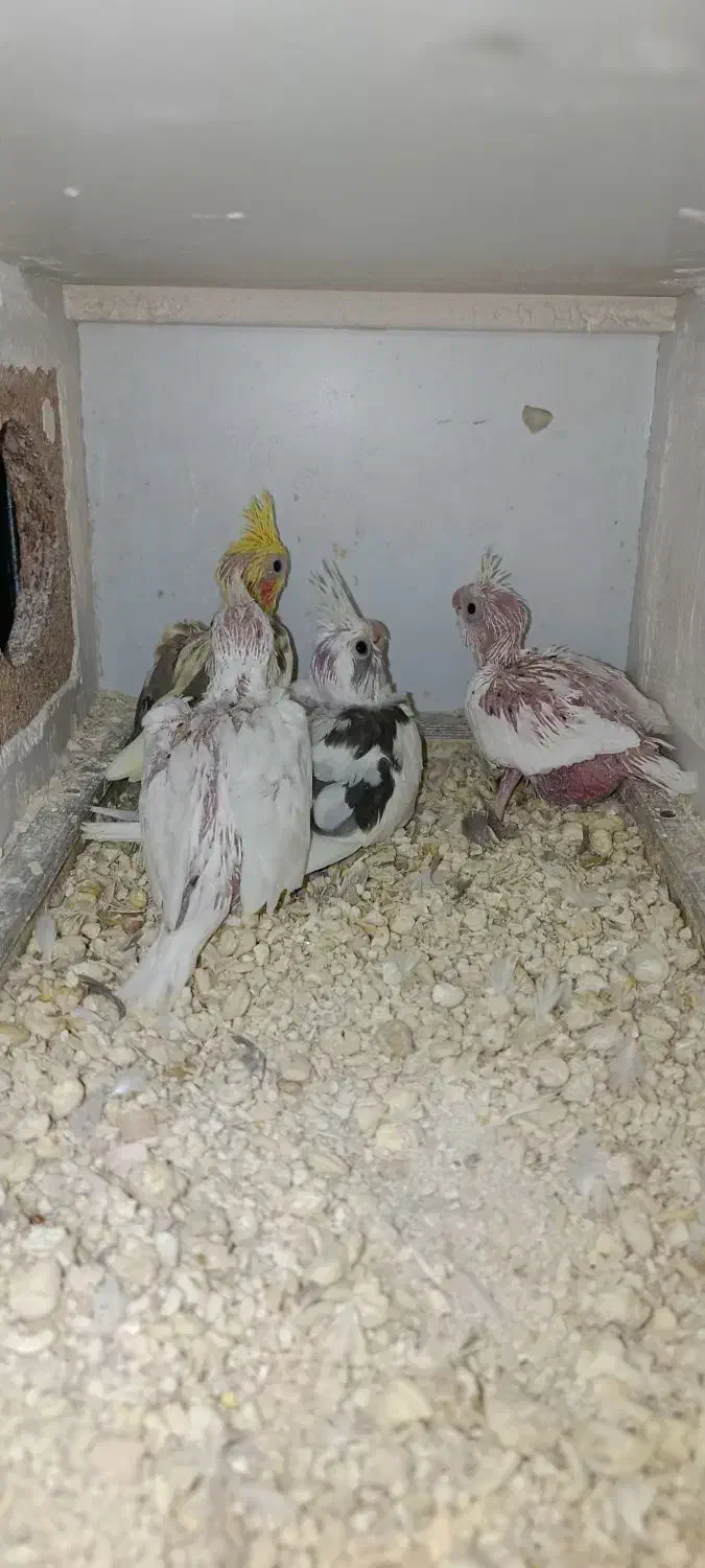 عروس هلندی|پرنده|شیروان (خراسان), |دیوار