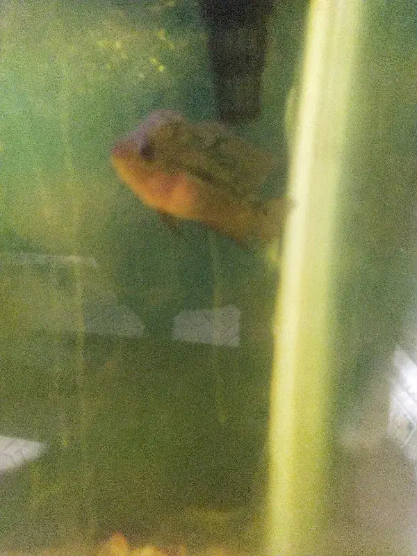 ماهی فلاور|ماهی|قم, علی آباد سعدگان|دیوار