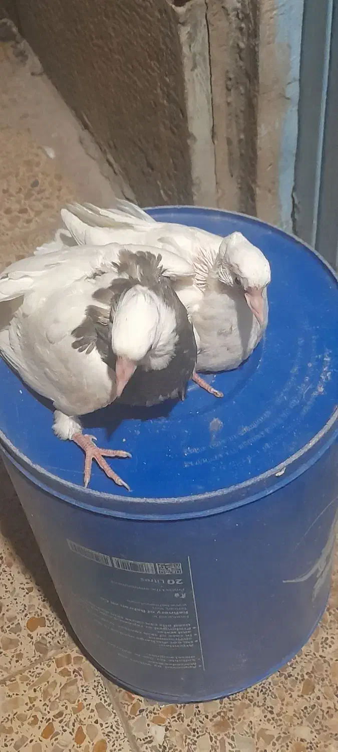 فروش تعدادی کبوتر|پرنده|دهدشت, |دیوار