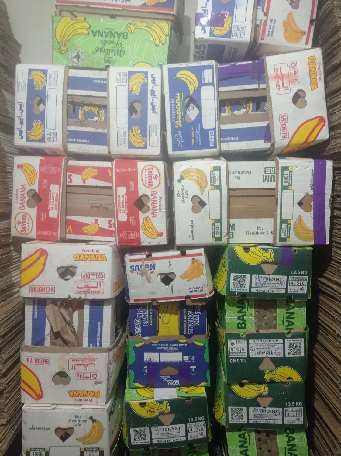 کارتن موزی در حد نوع|عمدهفروشی|پرند, فاز ۶|دیوار